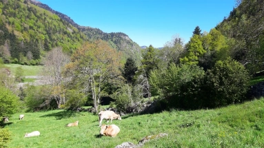 A large plot of land in the French Pyrenees. for sale for 179,000&euro; in Pyrénées-Atlantiques, Aquitaine