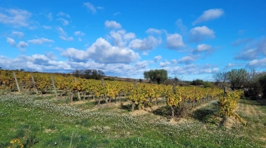 Flat Building Plot Of 1643 M2 In A Lovely Location With Views. for sale for 140,400&euro; in Hérault, Languedoc-Roussillon