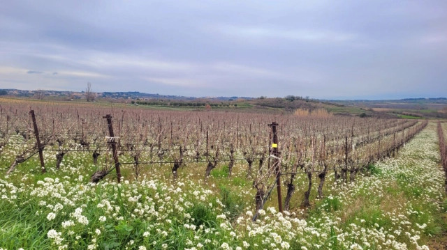 A Hobby Or Change Of Life? 10 Hectares 60 Of Vines On The Same Site, Offering Different Grape Varieties. for sale for 124,200&euro; in Hérault, Languedoc-Roussillon