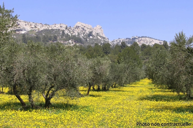 1,842m² land for sale in Bouches-du-Rhône, Provence-Alpes-Côte-d'Azur, France - FrenchPropertyPortal.com Alpilles (Saint Remy, Maussane, Arles) for sale for 1,250,000€ in Bouches-du-Rhône, Provence-Alpes-Côte-d'Azur