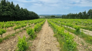 6 Bedroom(s) - 2 Bathroom(s) - 240,000m² land for sale in Vaucluse, Provence-Alpes-Côte-d\'Azur, France - FrenchPropertyPortal.com Avignon and North Provence for sale for 1,696,000€ in Vaucluse, Provence-Alpes-Côte-d\'Azur
