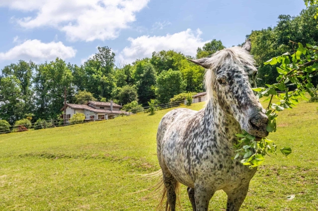 Equestrian property for sale for 445,000&euro; in Tarn-et-Garonne, Midi-Pyrénées